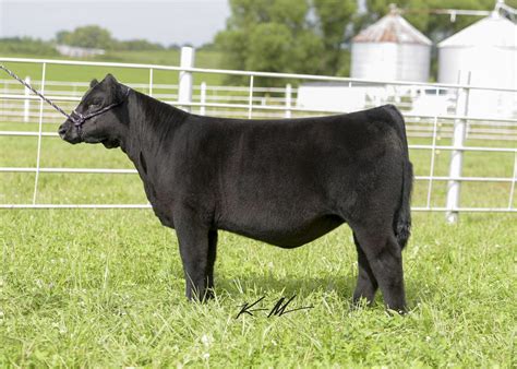 Soon Bred Heifers Commercial - Beef Cattle Selling Price 3,000. . Iowa bred heifer prices
